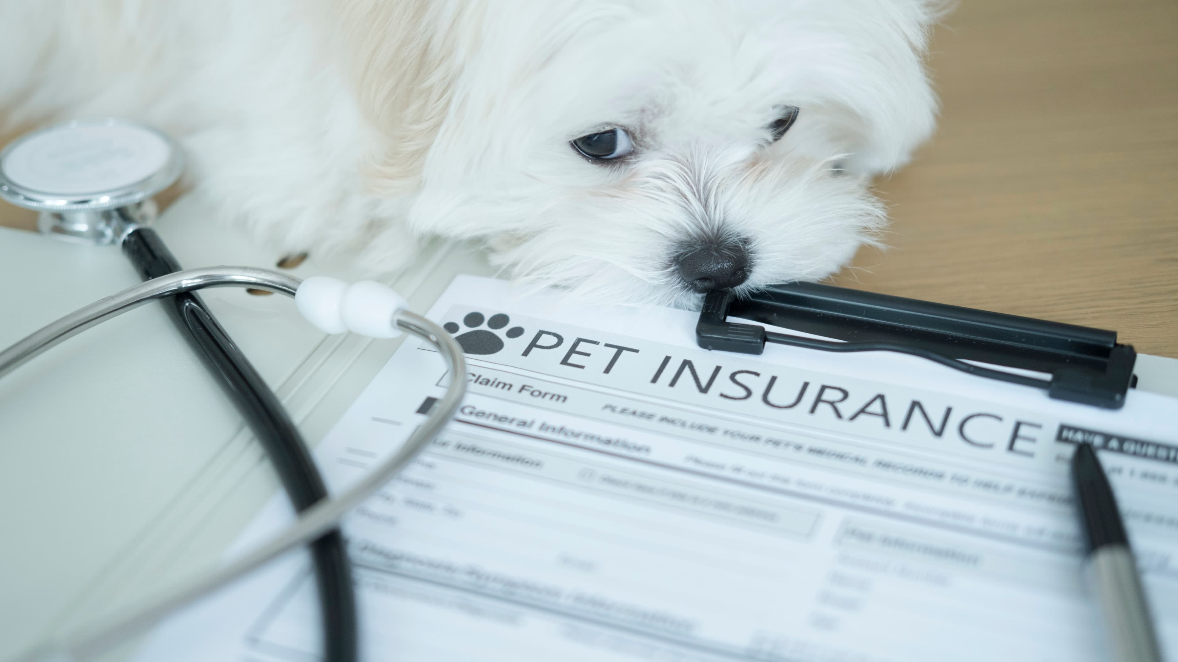 Pet Insurance: A Practical Guide to Coverage, Pricing, and Multi-Pet Decisions
