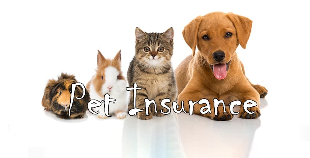 Pet Insurance Support Program for Senior Citizens: Understanding Coverage Options and Potential Savings